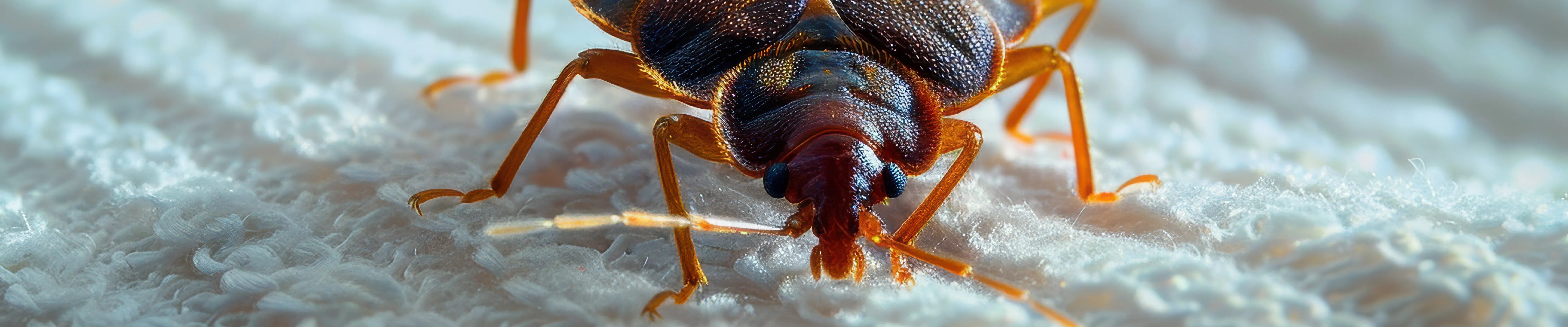 carpet cleaners in Brooklyn, carpet cleaning in Brooklyn, carpet cleaning bkln, carpet cleaners in brooklyn,  commercial carpet cleaning, commercial carpet cleaning in brooklyn,carpet cleaning in brooklyn,  brooklyn rug cleaners, rug cleaning services in brooklyn, same day carpet cleaning, same day rug cleaning