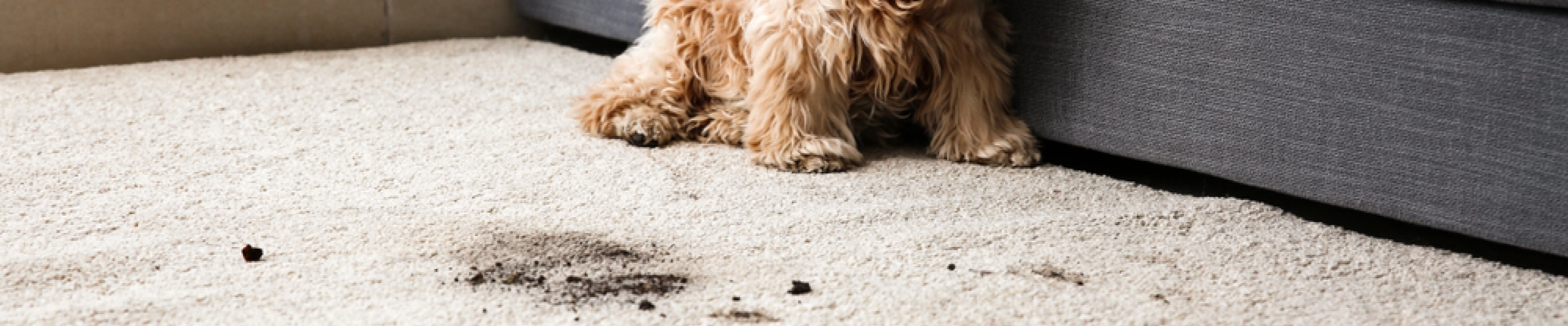 carpet cleaners in Brooklyn, carpet cleaning in Brooklyn, carpet cleaning bkln, carpet cleaners in brooklyn,  commercial carpet cleaning, commercial carpet cleaning in brooklyn,carpet cleaning in brooklyn,  brooklyn rug cleaners, rug cleaning services in brooklyn, same day carpet cleaning, same day rug cleaning