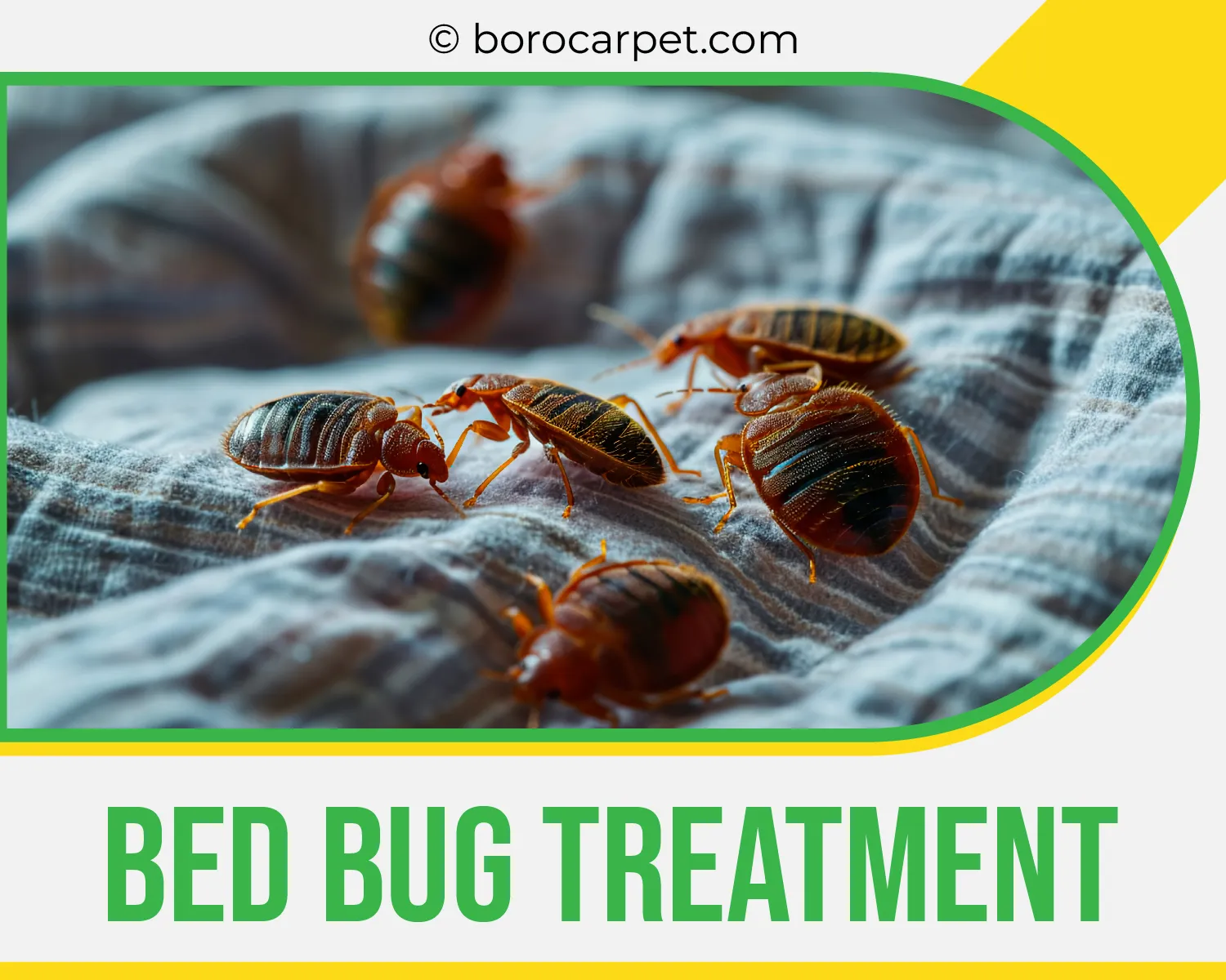 carpet cleaners in Brooklyn, carpet cleaning in Brooklyn, carpet cleaning bkln, carpet cleaners in brooklyn,  commercial carpet cleaning, commercial carpet cleaning in brooklyn,carpet cleaning in brooklyn,  brooklyn rug cleaners, rug cleaning services in brooklyn, same day carpet cleaning, same day rug cleaning